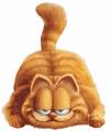 garfield - garfield