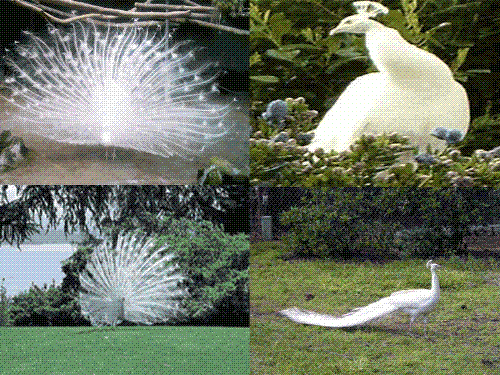 white peacock - It's unbelievable, but it's true.. a bird named for color fully washout...