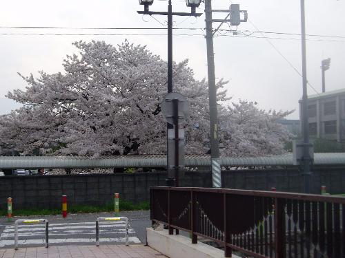 cherry blossom - sakura/cherry blossoms in april last year