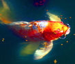 goldfish - goldfish