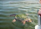 Snapping turtle - This is about the size of the turtle chasing me, and believe me, they can swim fast!