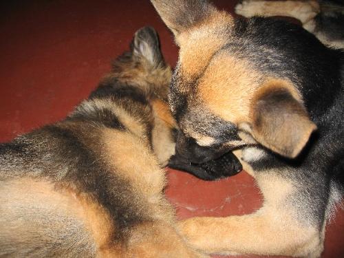 Canine Kiss - Dogs in pair