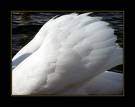 angel wing - the angels among of us
