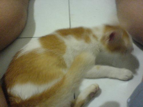 my cat  - pelludo