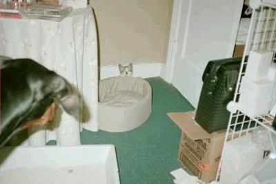 Dog watching Kitten - Here's our Tiffany (R.I.P.) keeping an eye on our brand new kitten Taz in 1998. They got along real well, although we kept them separated with a baby gate in the beginning. The kittens soon learned to climb over the baby gate and by that point the dogs were fine with them and everyone got along.