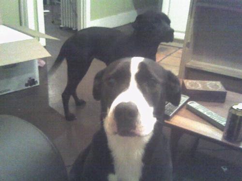 My KC dog - This is my pit/lab mix.  She loves her dad.