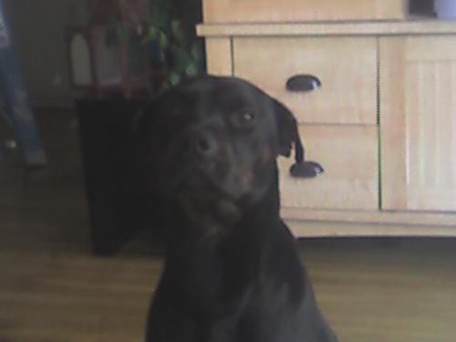 My Charlotte dog - This is my pit/rot mix.  She just likes to look cute!