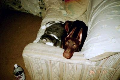 Cat and Puppy - Our Cat, born in 1998 sitting on the couch with our puppy born in 2004. They get along pretty well.