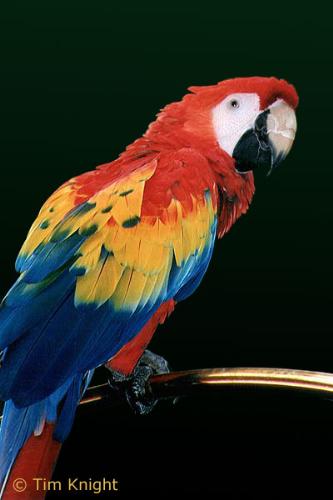 macaw - macaw