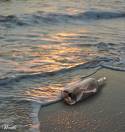 Message in a Bottle - Message in a Bottle
