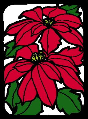 Poinsettia - poinsettia