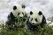 panda - panda