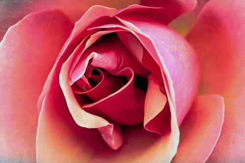 pink rose  - romance for u