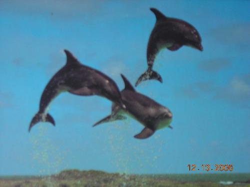 dolphin - dolphin