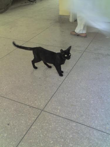 silly cat...! - took this pic when i was damned tired of shoooing em away :(