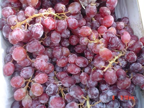 grapes - This is a grapes that we sell.