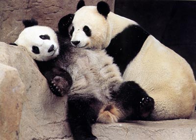 san diego zoo - you should go there