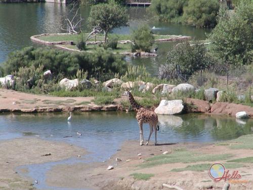 san diego zoo - zoo