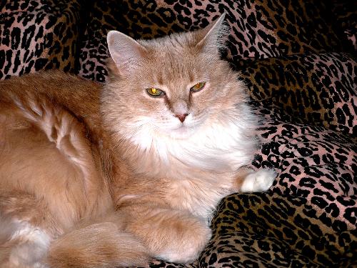 Sonny big boy - He is a large 16 pounder.  Personality like Garfield, but, we love him.