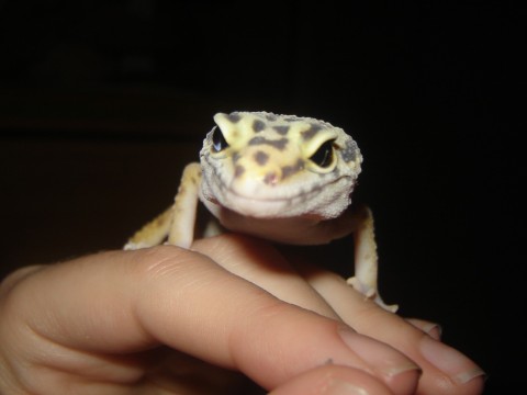 Lizard - Lizard