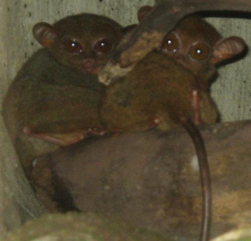 Tarsier - We Philippines Tarsier Monkey's are probably the smallest primates in the world. Our Latin name is 'Tarsius Syrichta'. Our diet consists of insects in the main which we eat live. Our height is between 90 to 160 mm (3.5 to 6.25 inches). Our weight is between 70 to 165 grams (3-6 ozs). Our big eyes give us very acute night vision which make us good night hunters. Our big ears can move in the direction of any noise and our heads can swivel through 180 degrees which all help us in hunting.
We are still found in parts of the Philippines and parts of Indonesia. However we used to be all over the South East Asian Islands. It has been estimated that there are between 5,000 and 10,000 of us left in the world. However that number is known to be falling. Efforts have been made to breed us in captivity but although we are very loveable animals we do not live long in captivity. If we become unhappy it is said that we commit suicide by banging our heads on something hard like cage sides. Tarsier - We Philippines Tarsier Monkey's are probably the smallest primates in the world. Our Latin name is 'Tarsius Syrichta'. Our diet consists of insects in the main which we eat live. Our height is between 90 to 160 mm (3.5 to 6.25 inches). Our weight is between 70 to 165 grams (3-6 ozs). Our big eyes give us very acute night vision which make us good night hunters. Our big ears can move in the direction of any noise and our heads can swivel through 180 degrees which all help us in hunting.
We are still found in parts of the Philippines and parts of Indonesia. However we used to be all over the South East Asian Islands. It has been estimated that there are between 5,000 and 10,000 of us left in the world. However that number is known to be falling. Efforts have been made to breed us in captivity but although we are very loveable animals we do not live long in captivity. If we become unhappy it is said that we commit suicide by banging our heads on something hard like cage sides.