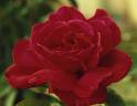 Roses - A picture of a red rose, which is very romantic.