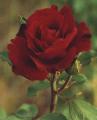 A single red rose - A beautiful red rose.
