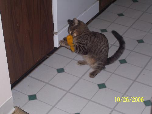 Sammy - Sammy playing with his toy