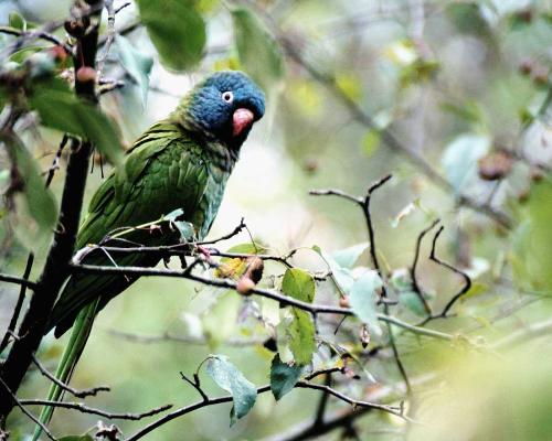 Birds - Birds kinds