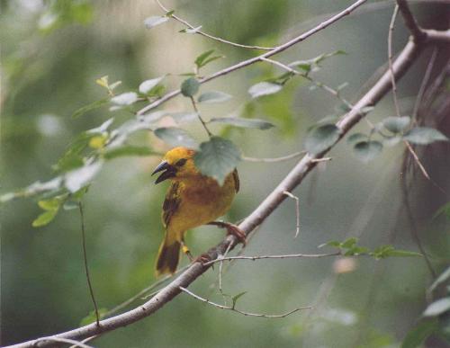 Birds - Different birds