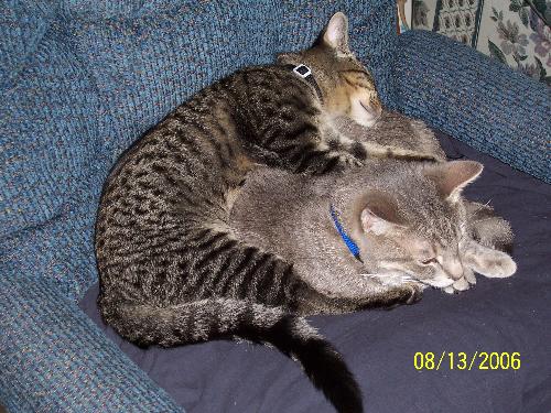 Sammy and Smarty Jones - Cats lounging around