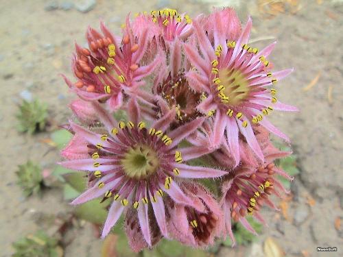 flowers - flowers