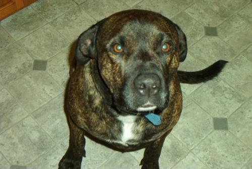 This is our other 'puppy' Monster... - He's very shy around the camera, but we managed to keep him still long enough to get a good picture of him and his brindle markings.