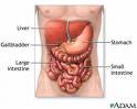 organs - this is the digestive system