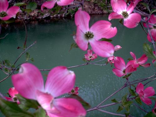 Dogwood blossoms - We live in Siloam Springs Arkansas -- Home of the annual Dogwood Festival and Crafts Fair every April.  Come visit us.  I hope to have a booth for Watkins and my Cookbook Basketes website this spring.