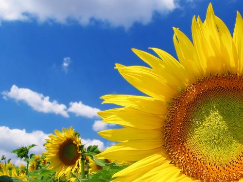 sunflower - Great sunflower