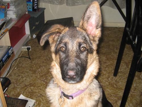 German Shepherd - My shepherd trying to look intelligent