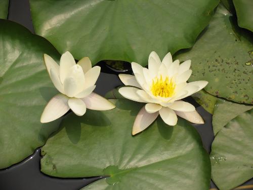 lotus - Beautiful,isn't it! It is the lotus in September of Westlake,Hangzhou