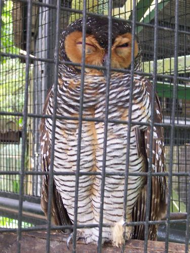 Owl - This picture was taken at the Kuala Lumpur Bird Park in Malaysia.