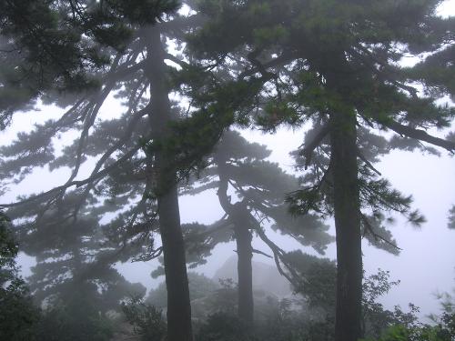 ????  -  ????   fog