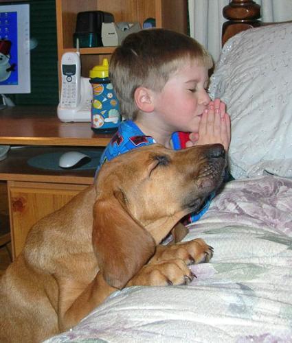 a praying dog - if this dog can pray you have no excuse not to pray.