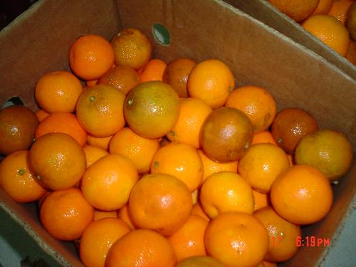 kiat kiat - kiat-kiat