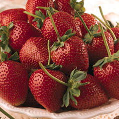 strawberries - these are th fruits which are avilble in the cold areas and these will be availble for a period of two months