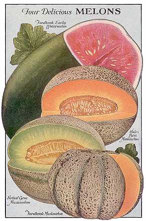 melons of all type  - these are the fruits which wil give us a relief from the sweat and they have aproperty of making the fresh nes and they will make the body cool