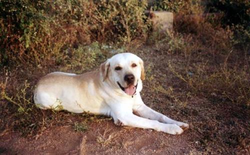my big baby - my lab who is 4 years old now.... but still thinks he's a baby..... ;)