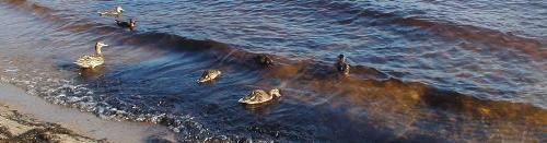 Duckies - quack quack quack