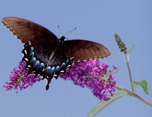 butterfly - butterfly