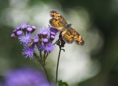 butterfly - butterfly