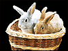 rabbits - rabbits