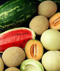 melons - melons